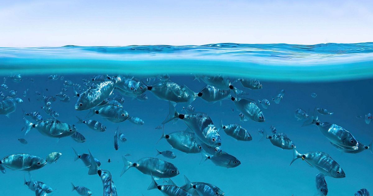A school of fish in clear blue water